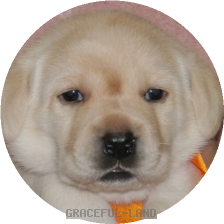 女の子(オレンジ母犬ベローナ)